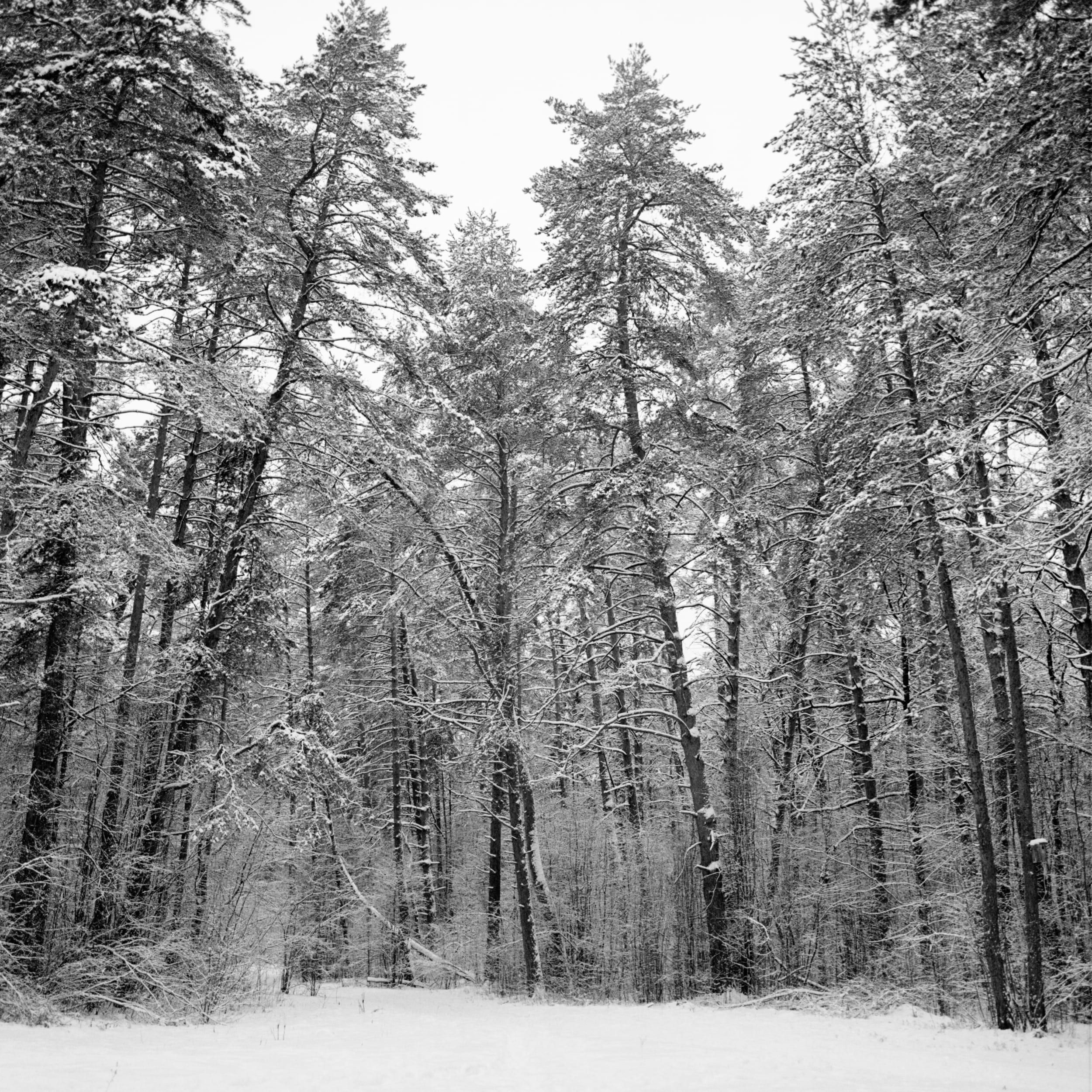 Black and white analog photograph shot on Bronica SQ-Ai and Kodak Professional T-Max 400 with Zenzanon-PS 65/4 by ivan (Russia). [Landscape]