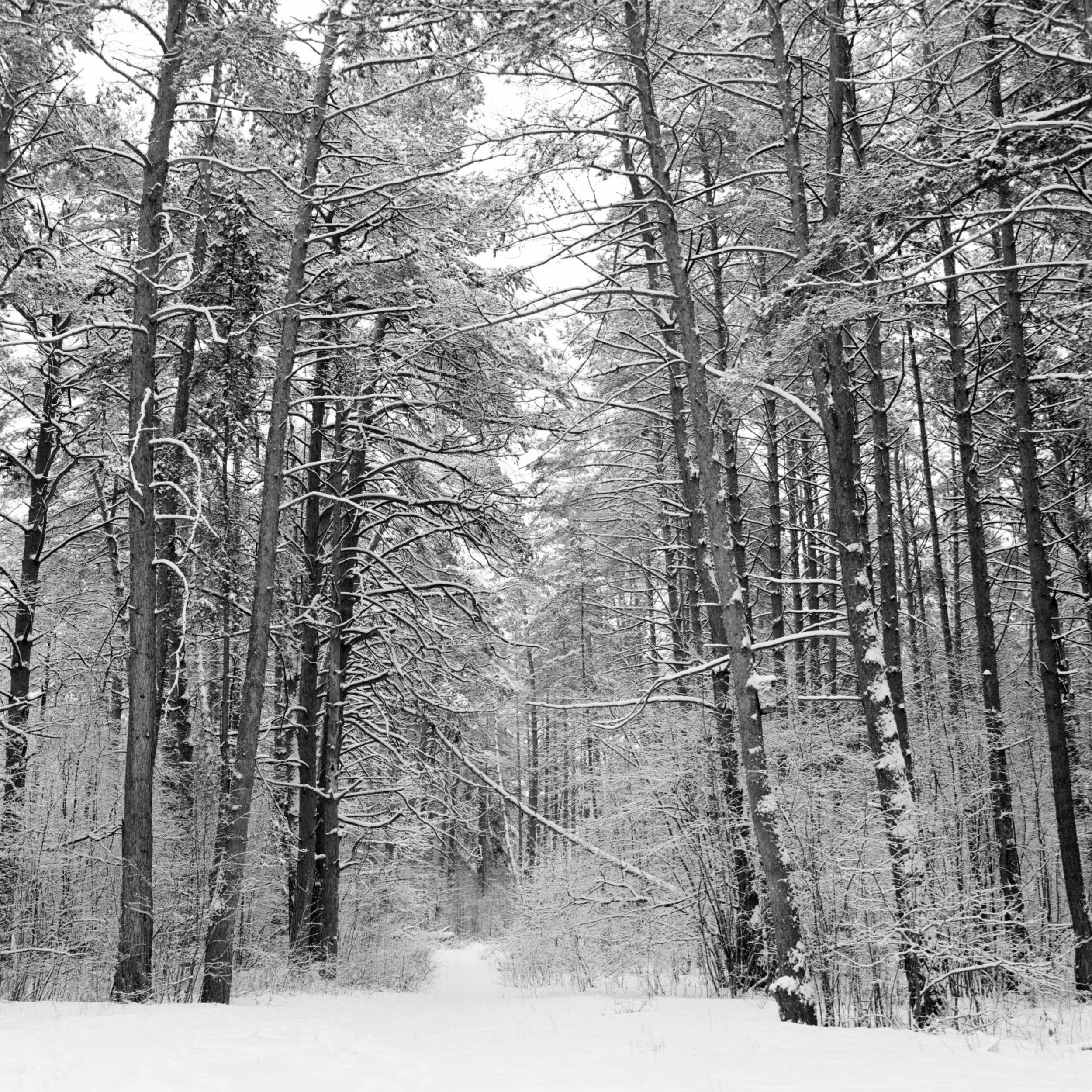 Black and white analog photograph shot on Bronica SQ-Ai and Kodak Professional T-Max 400 with Zenzanon-PS 65/4 by ivan (Russia). [Landscape]