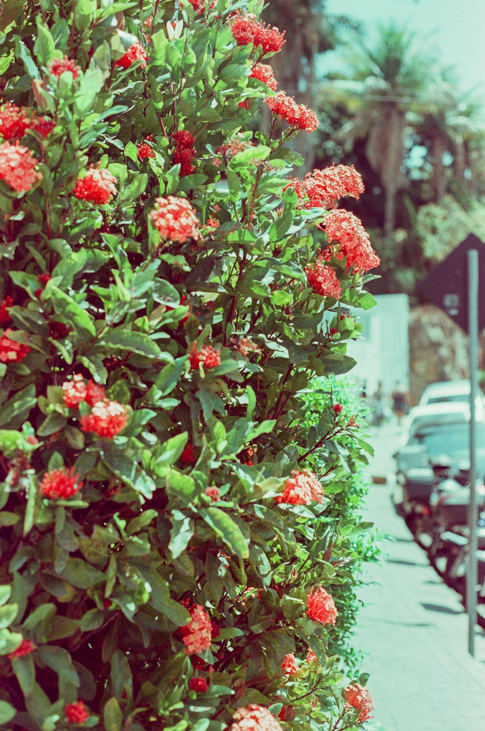 Color analog photograph shot on Canon FTb and Ferrania Solaris with FD 50mm f/1.8 in Belo Horizonte, Brazil by geologyncoffee (Brazil). [Travel]