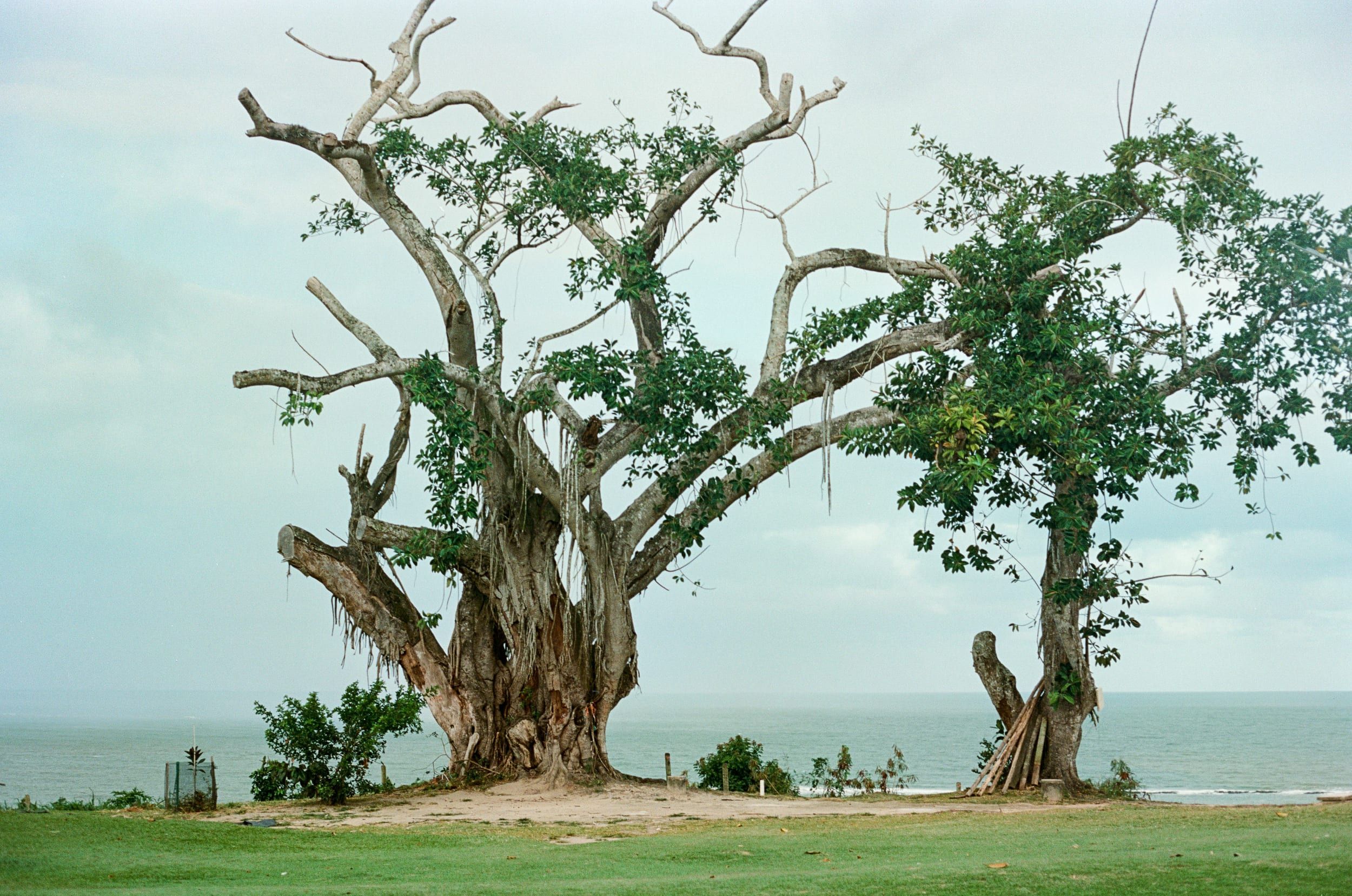 Color analog photograph shot on Canon FTb and Kodak Aerocolor IV 125 with Canon FD 50mm f/1.8 in Porto Seguro by geologyncoffee (Brazil). [Landscape]