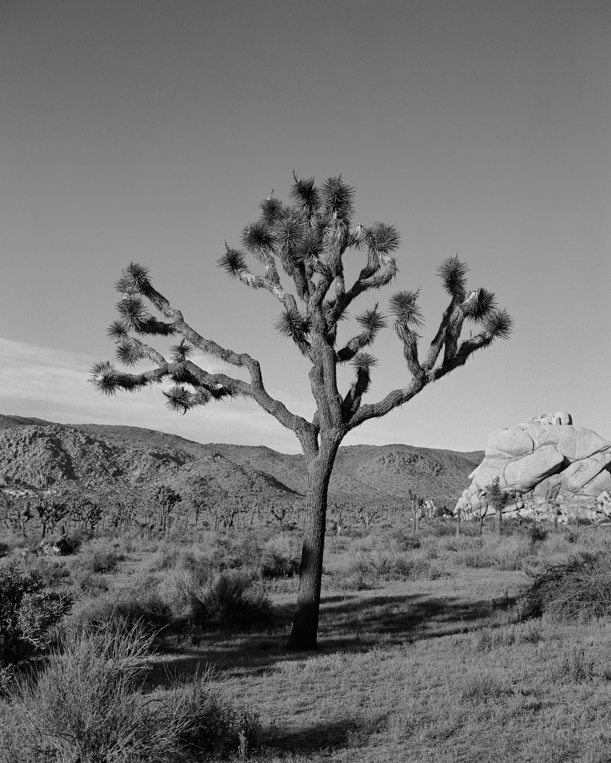 Black and white analog photograph shot on Mamiya 7ii and Kodak Professional T-Max 400 with 80mm f4 in Joshua Tree National Park, Joshua Tree, California by Jack_von_Linden (United States). [Landscape]