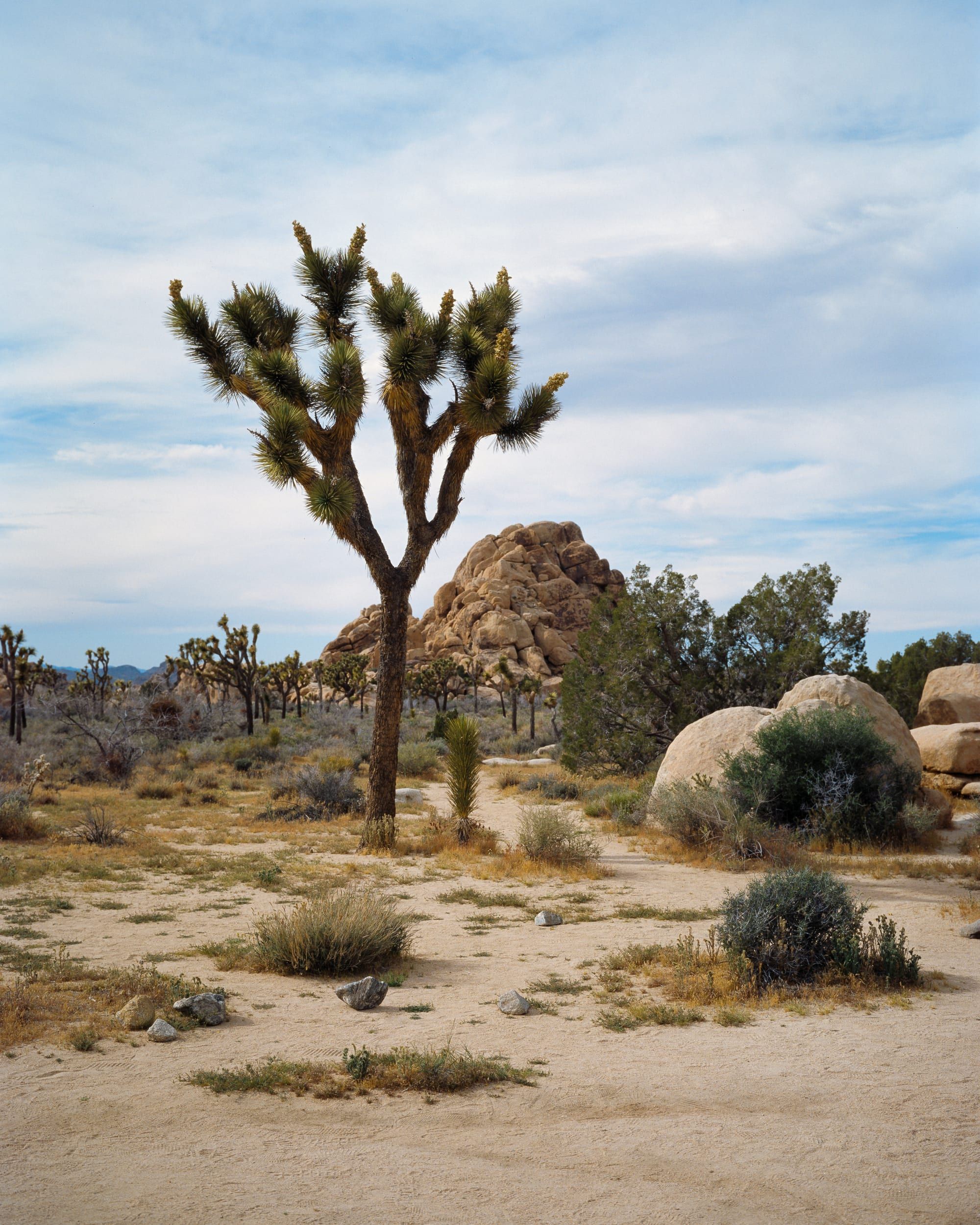 Color analog photograph shot on Mamiya 7ii and Kodak Professional Ektachrome E100 with 80mm f4 in Joshua Tree, California by Jack_von_Linden (United States). [Landscape]