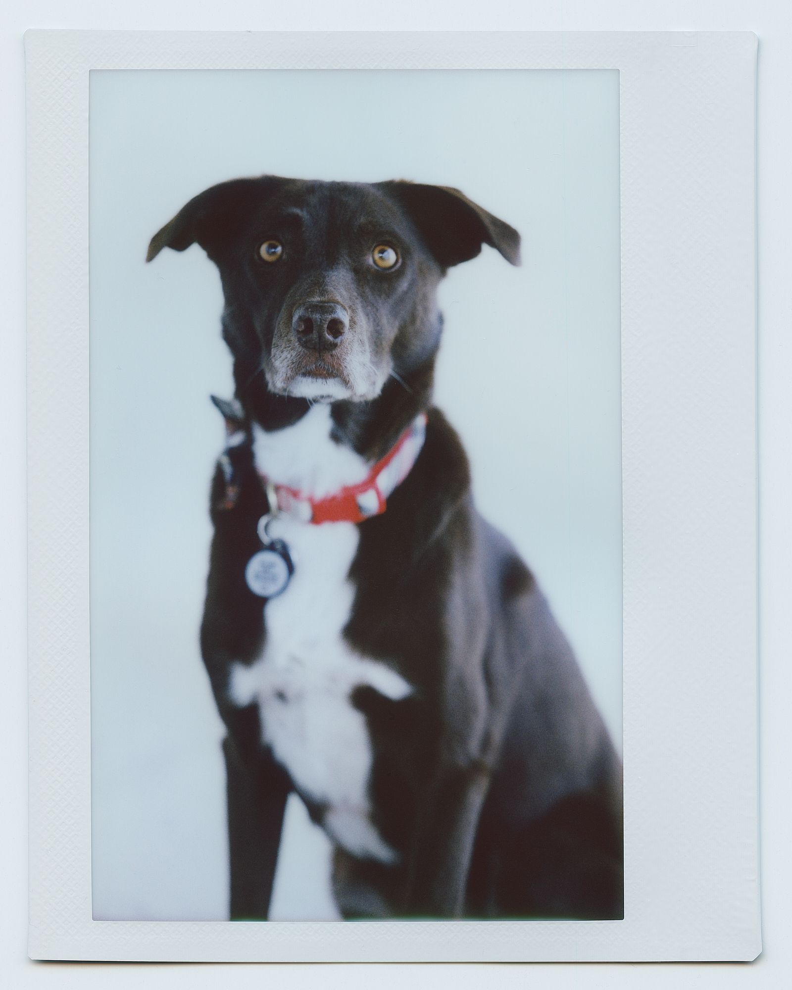 Color analog photograph shot on Toyo 45A and Instax Wide with 210mm by mikewwilliams (United States). [Portraits]